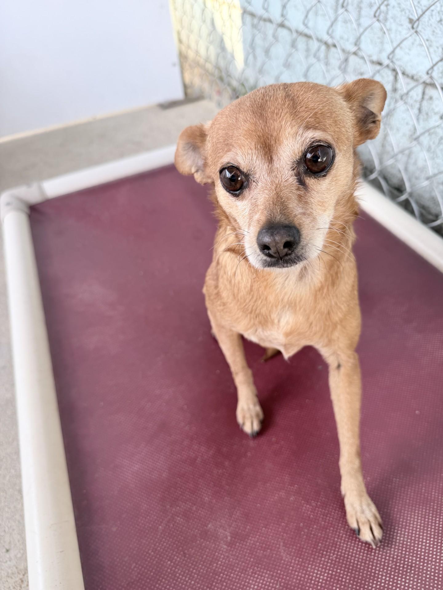 Enlarge GEORGIA , an adoptable Chihuahua in Fresno, CA image 3/5
