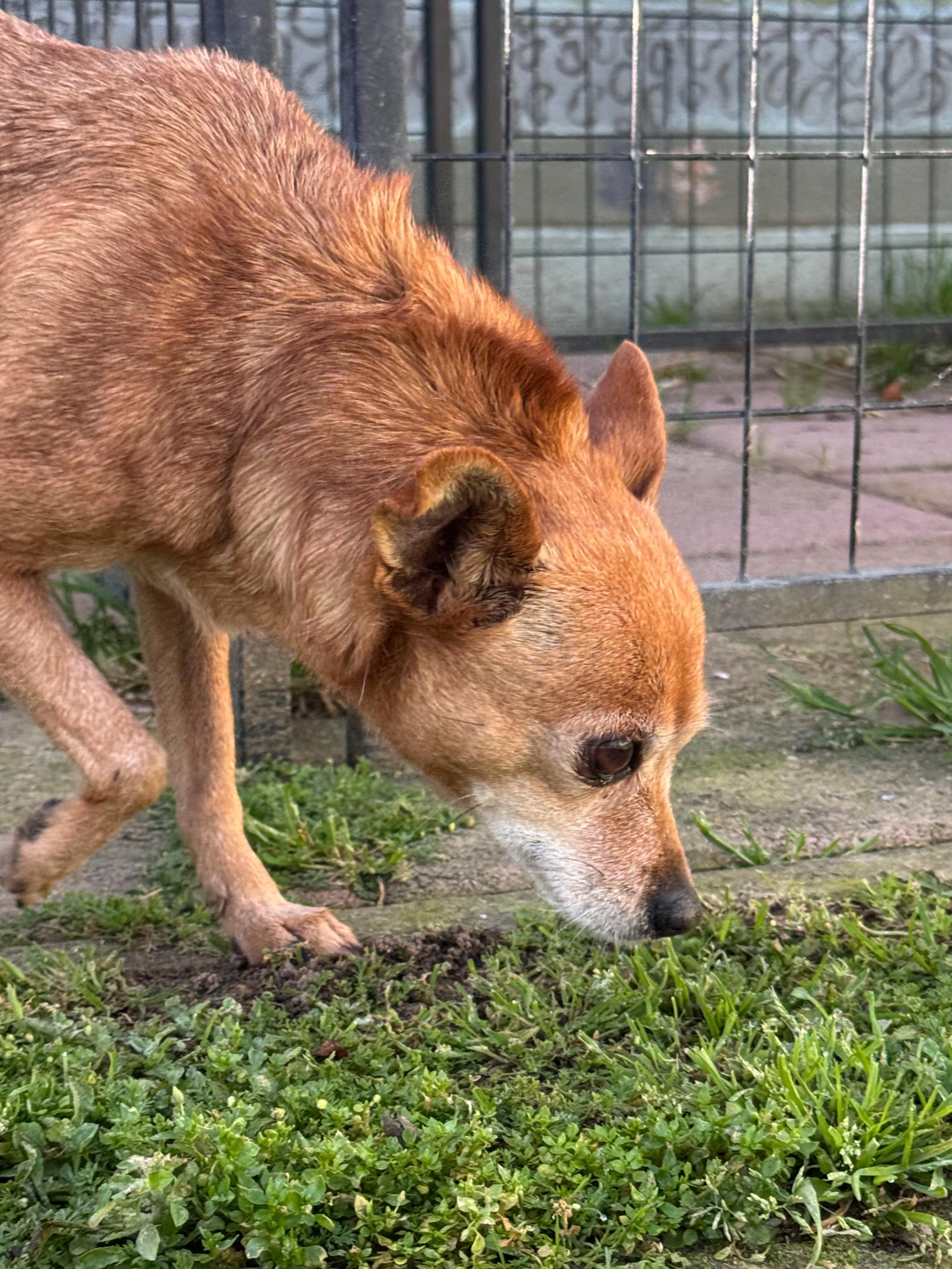Enlarge GEORGIA , an adoptable Chihuahua in Fresno, CA image 5/5