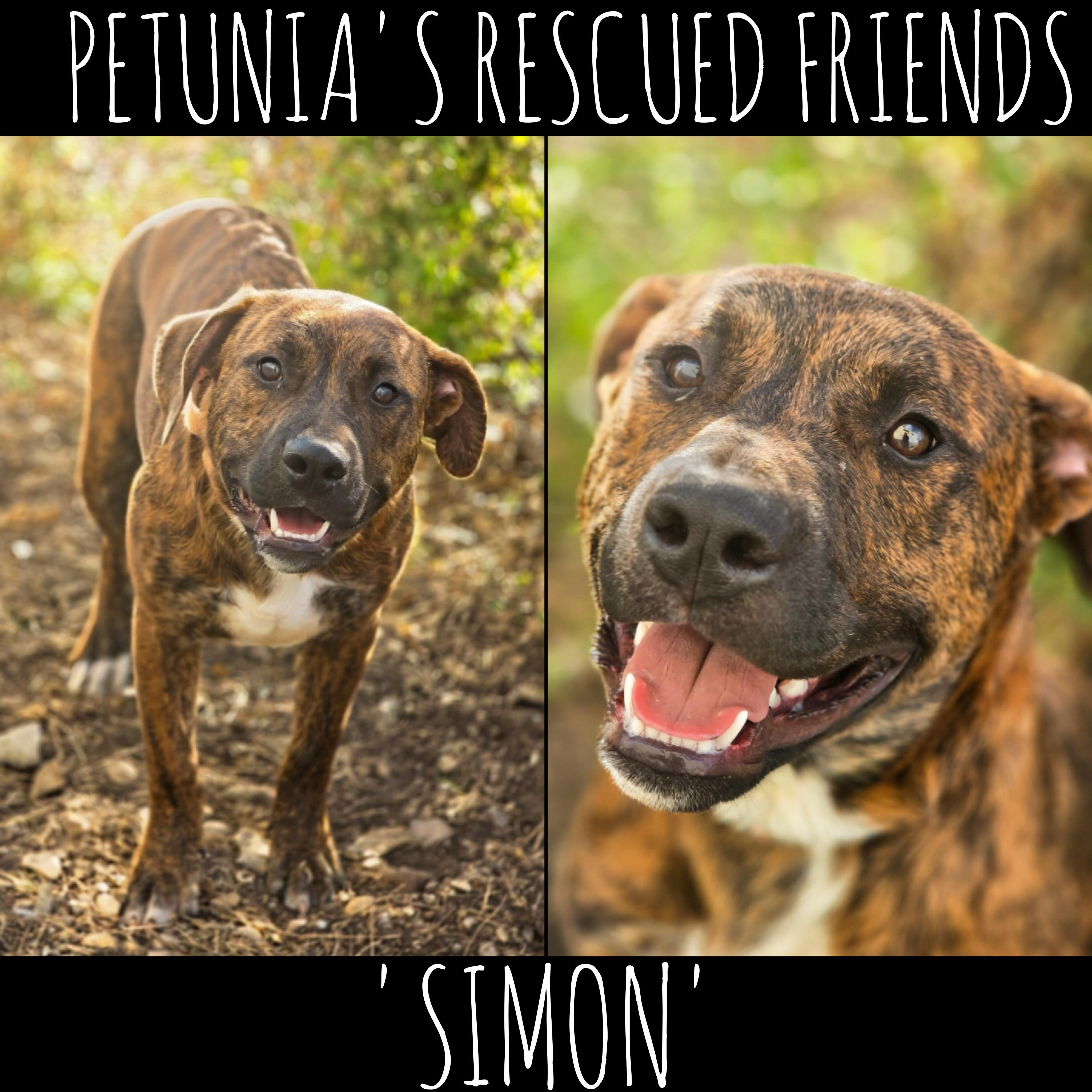Enlarge Simon, a Adoptable mixed breed in Castroville, TX image 1/2