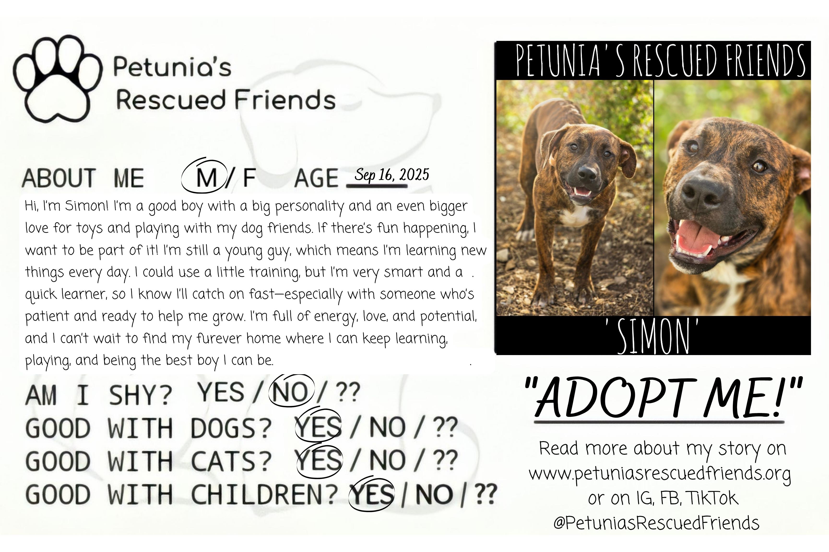 Enlarge Simon, a Adoptable mixed breed in Castroville, TX image 2/2