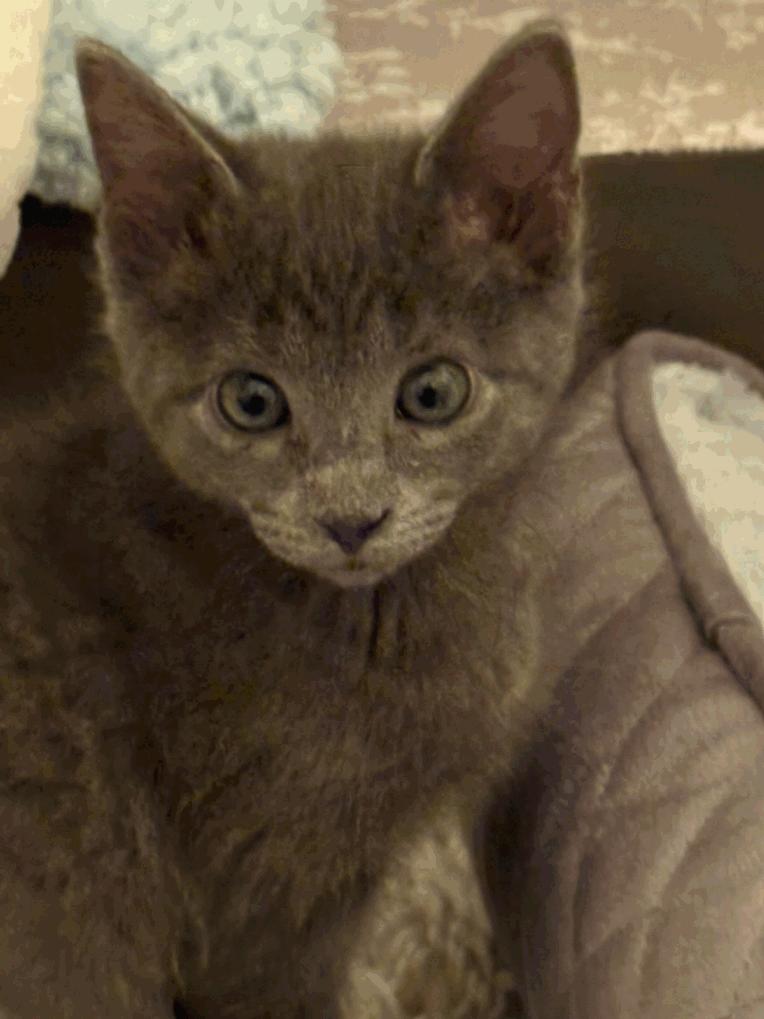 Coal, Adopted, Young Male Domestic Short Hair.