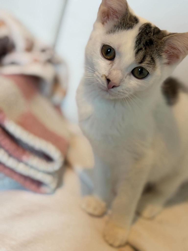 Enlarge Hamburger, a Adopted Domestic Short Hair in Gorham, ME image 1/1