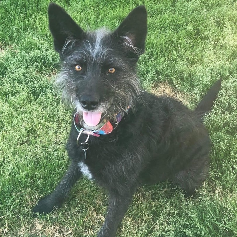 Rou, Adoptable, Adult Female Terrier.