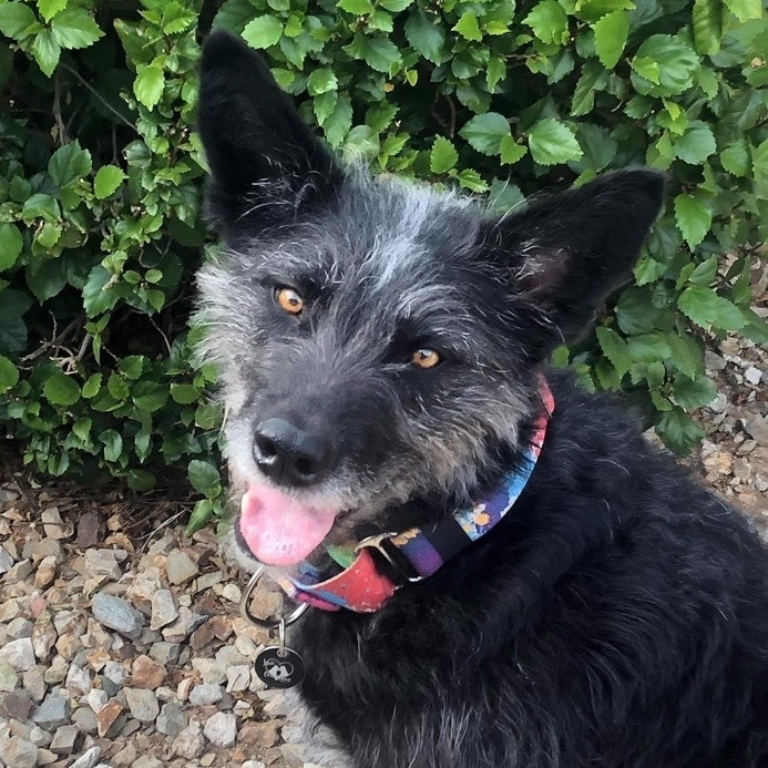 Enlarge Rou, a Adoptable Terrier in Gilbert, AZ image 2/12