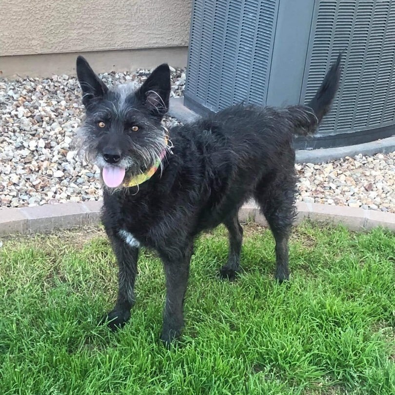 Enlarge Rou, a Adoptable Terrier in Gilbert, AZ image 3/12