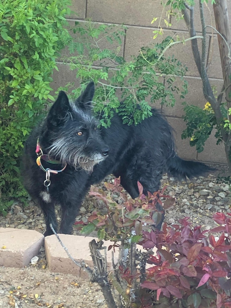 Enlarge Rou, a Adoptable Terrier in Gilbert, AZ image 4/12