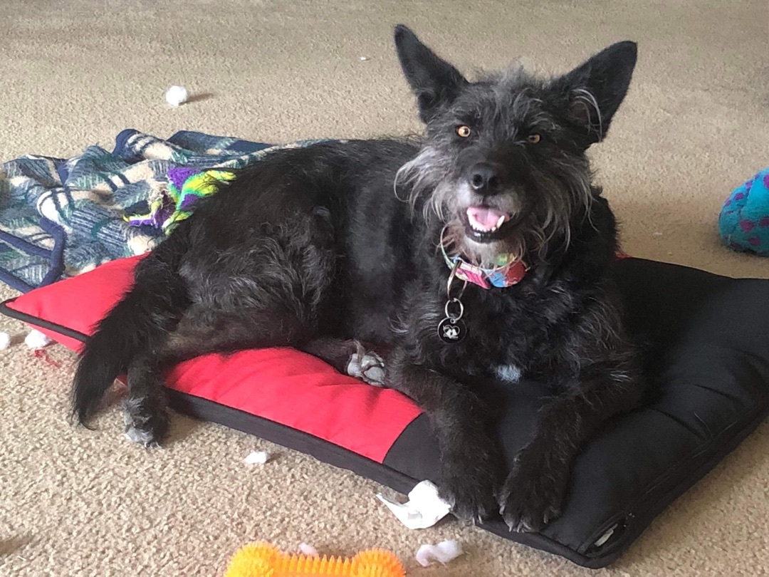 Enlarge Rou, a Adoptable Terrier in Gilbert, AZ image 5/12