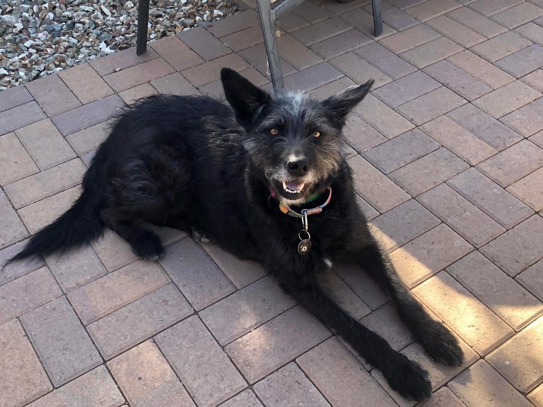 Enlarge Rou, a Adoptable Terrier in Gilbert, AZ image 6/12