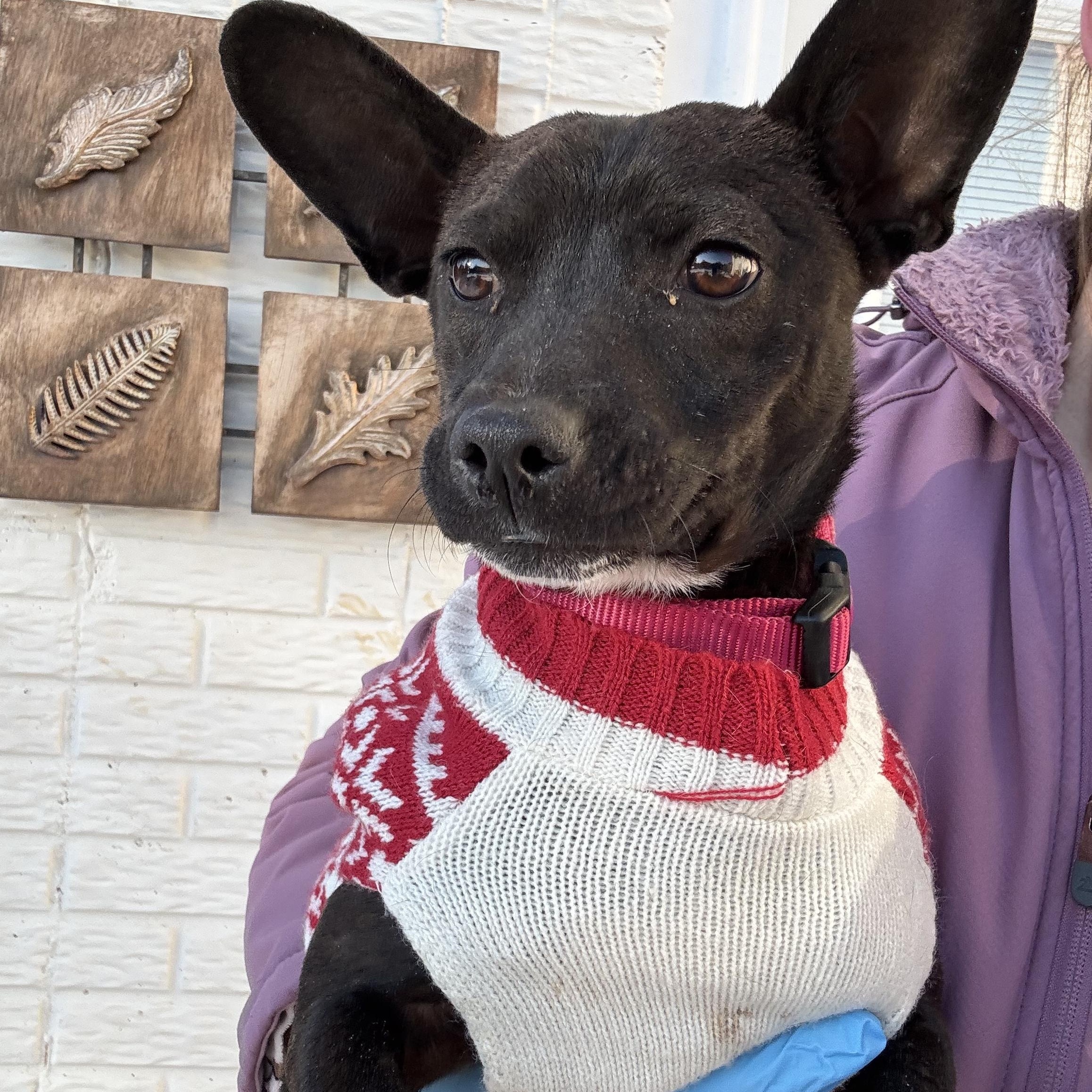 Dahlia, ADOPTABLE, Young Female Chihuahua.