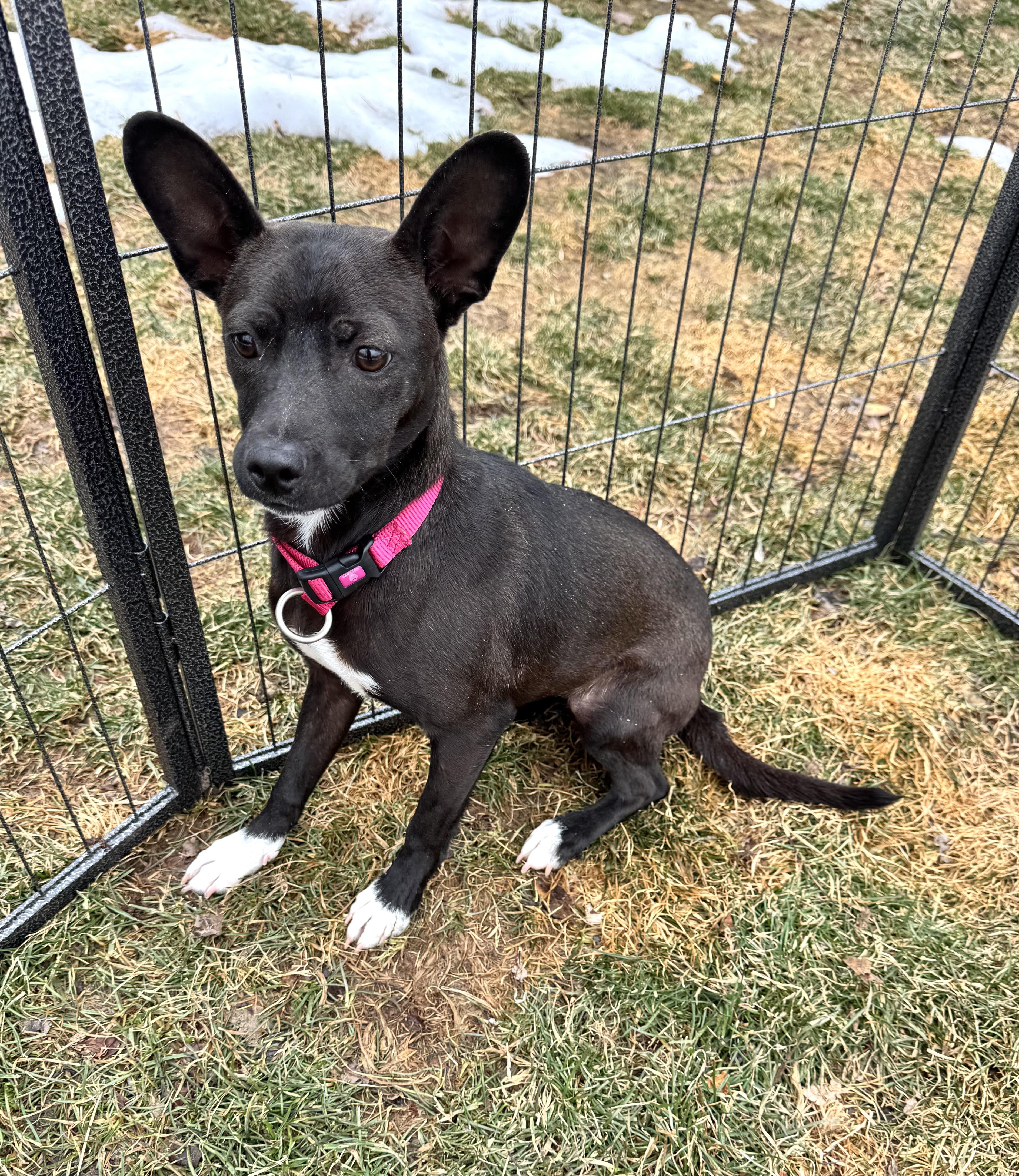 Dahlia, a ADOPTABLE mixed breed in Leesburg, VA image 4/6