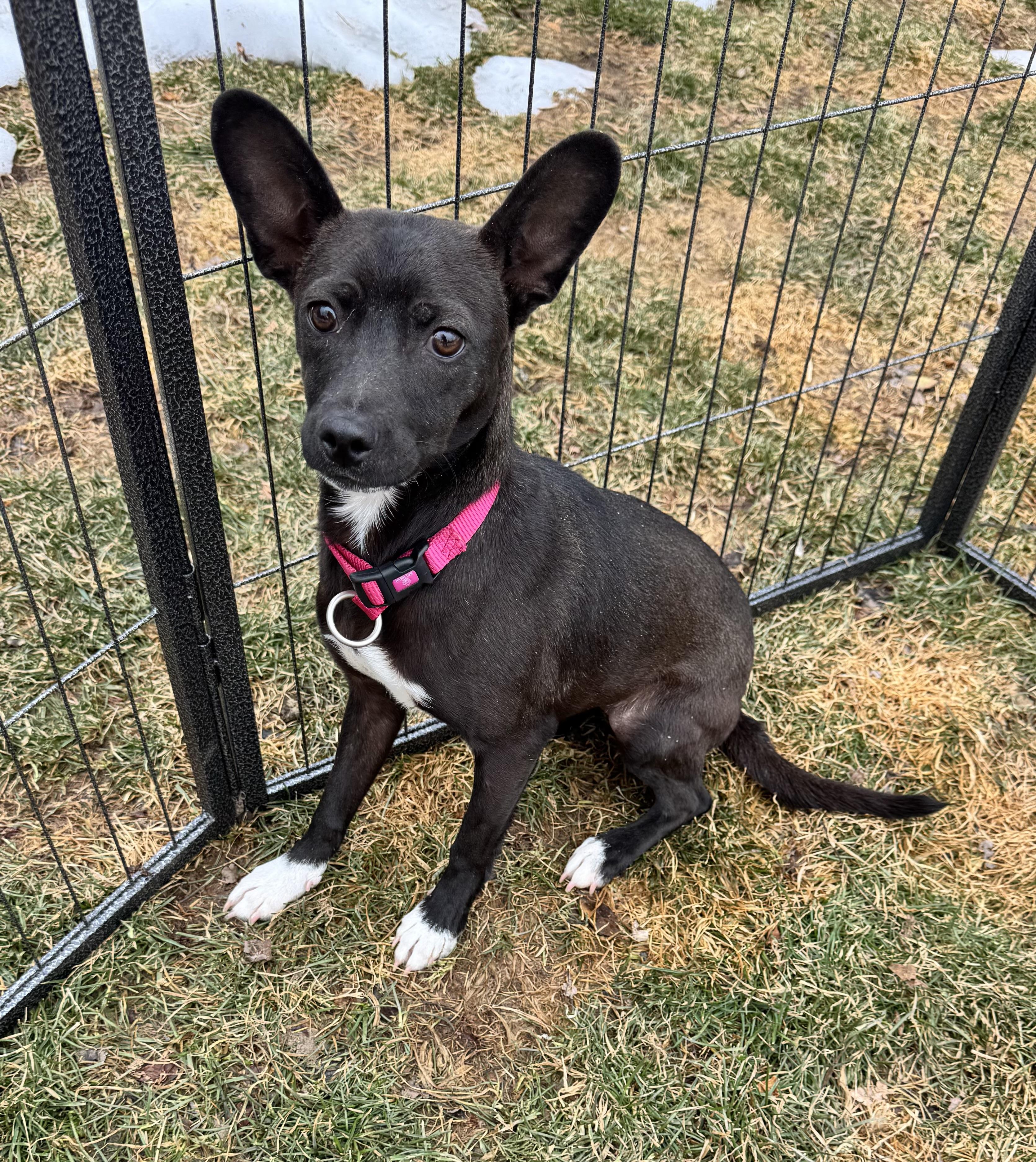 Dahlia, a ADOPTABLE mixed breed in Leesburg, VA image 2/6