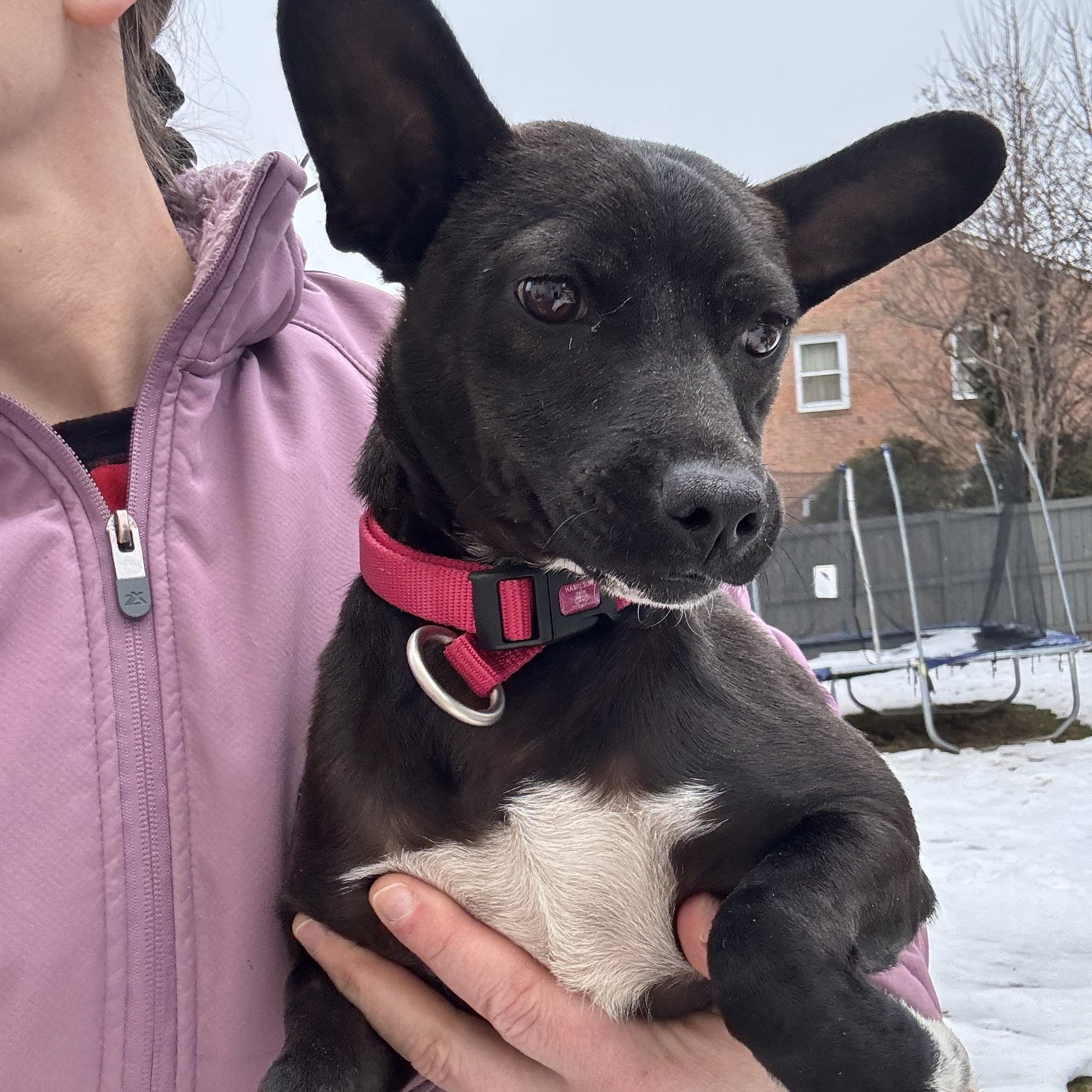 Dahlia, a ADOPTABLE mixed breed in Leesburg, VA image 6/6