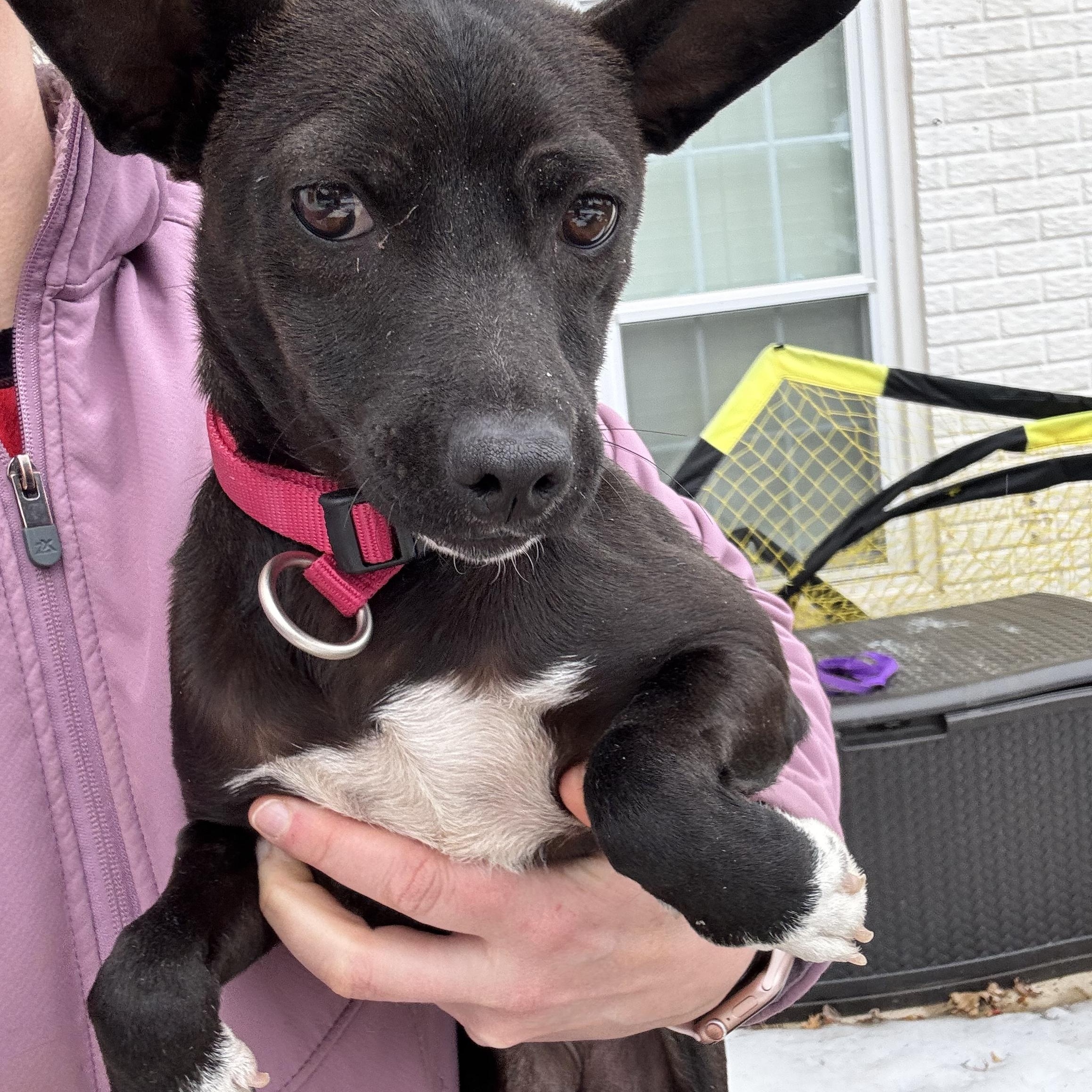 Dahlia, a ADOPTABLE mixed breed in Leesburg, VA image 3/6