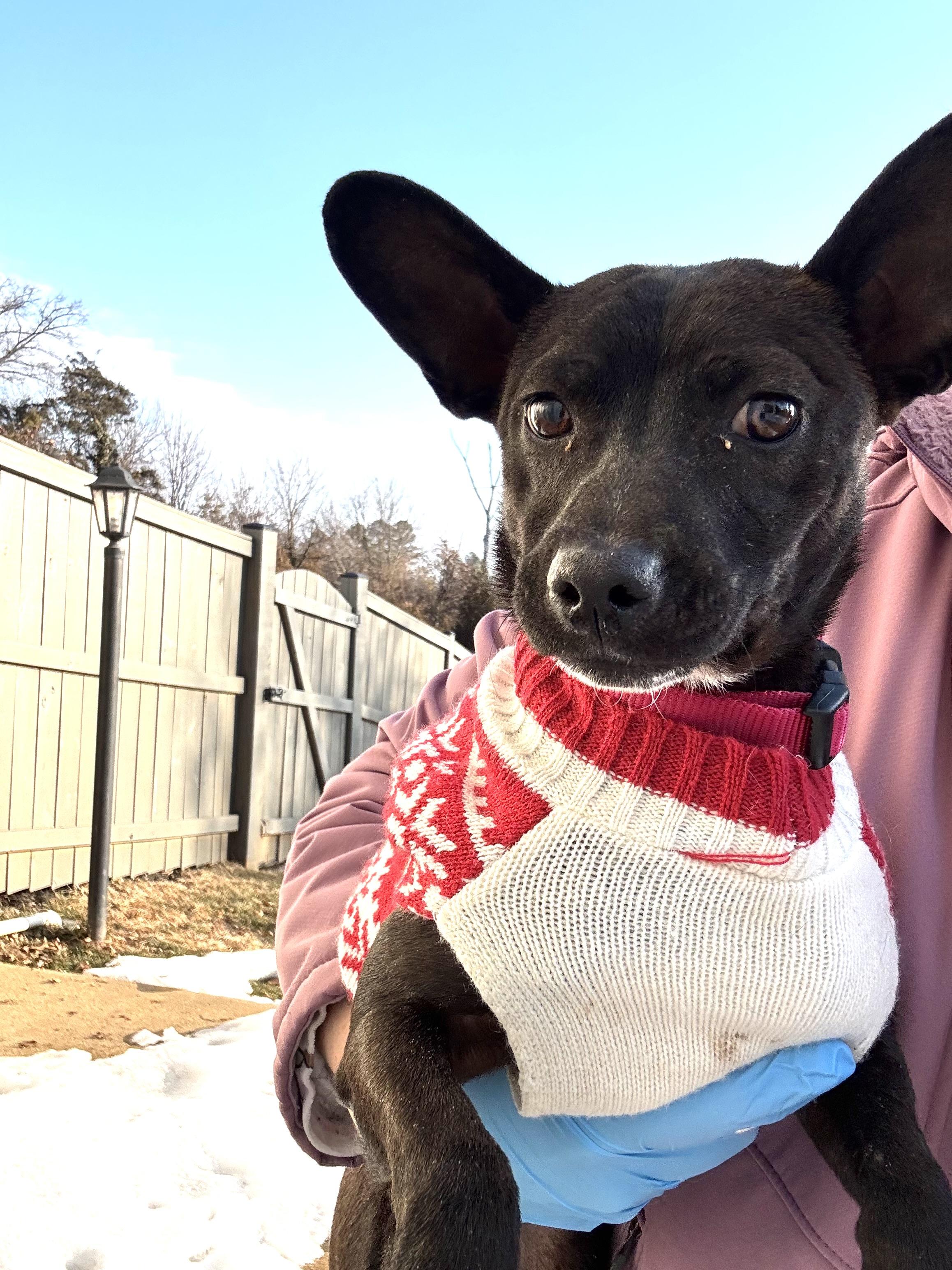 Dahlia, a ADOPTABLE mixed breed in Leesburg, VA image 5/6