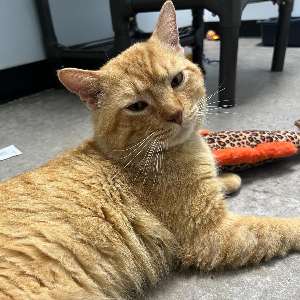 Enlarge Pollen, a Adoptable Domestic Short Hair in Waynesville, NC image 1/6