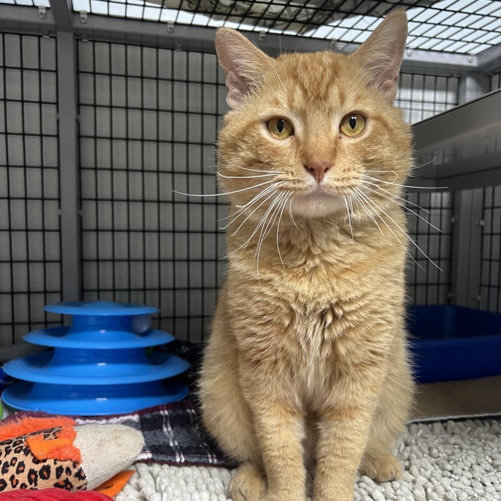 Pollen, Adoptable, Adult Male Domestic Short Hair.