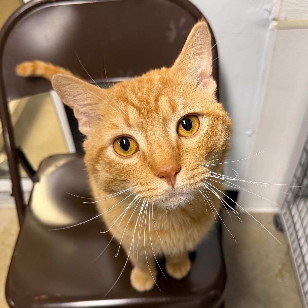 Pollen, a Adoptable Domestic Short Hair in Waynesville, NC image 2/6