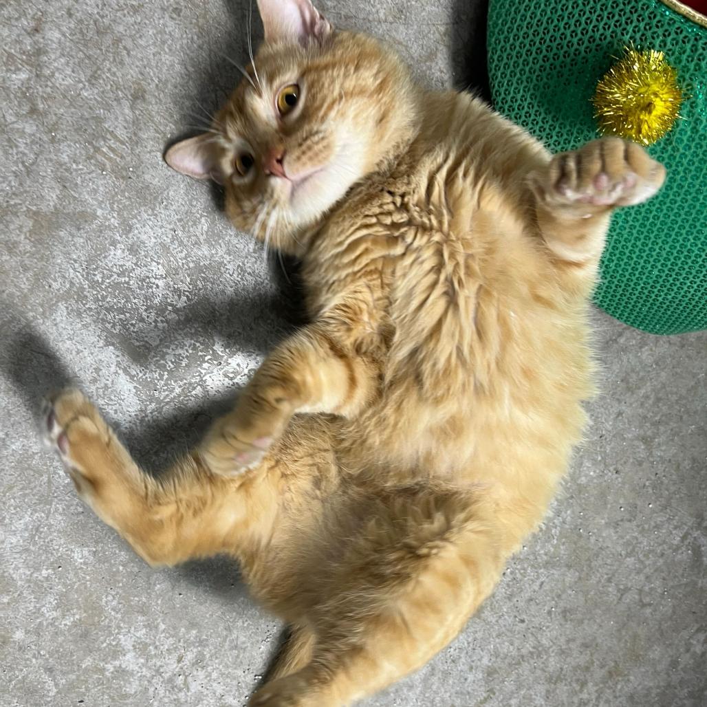 Enlarge Pollen, a Adoptable Domestic Short Hair in Waynesville, NC image 3/6