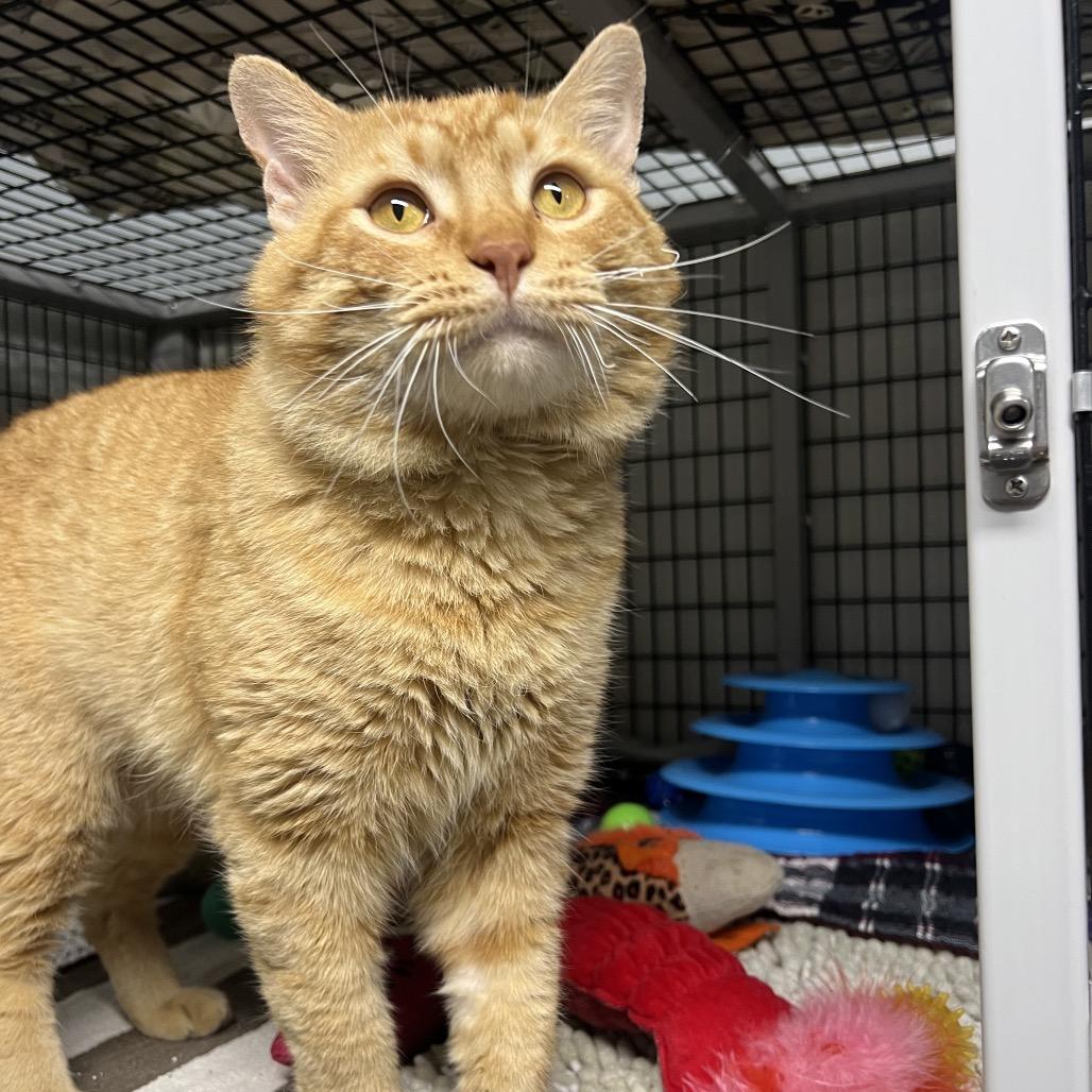 Enlarge Pollen, a Adoptable Domestic Short Hair in Waynesville, NC image 4/6