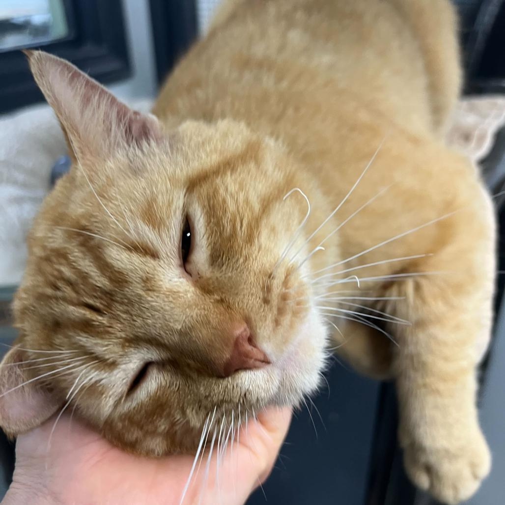 Enlarge Pollen, a Adoptable Domestic Short Hair in Waynesville, NC image 5/6