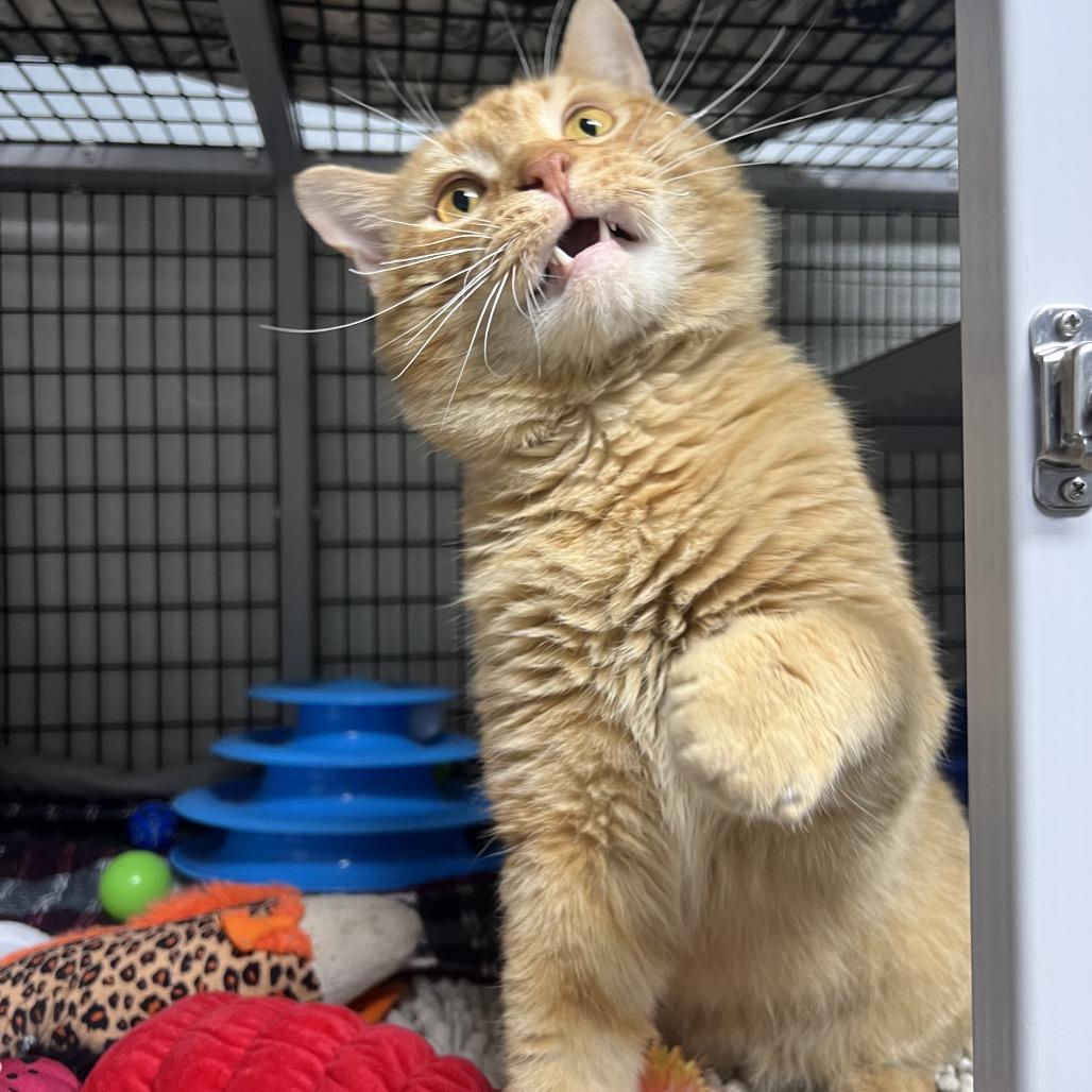 Enlarge Pollen, a Adoptable Domestic Short Hair in Waynesville, NC image 6/6