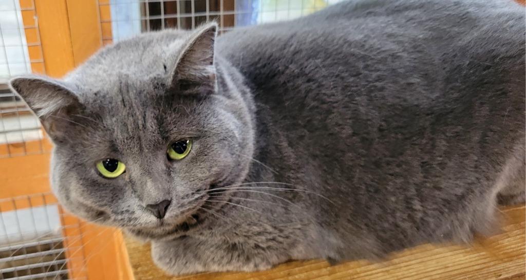 Grayling, Adoptable, Adult Female Domestic Short Hair.