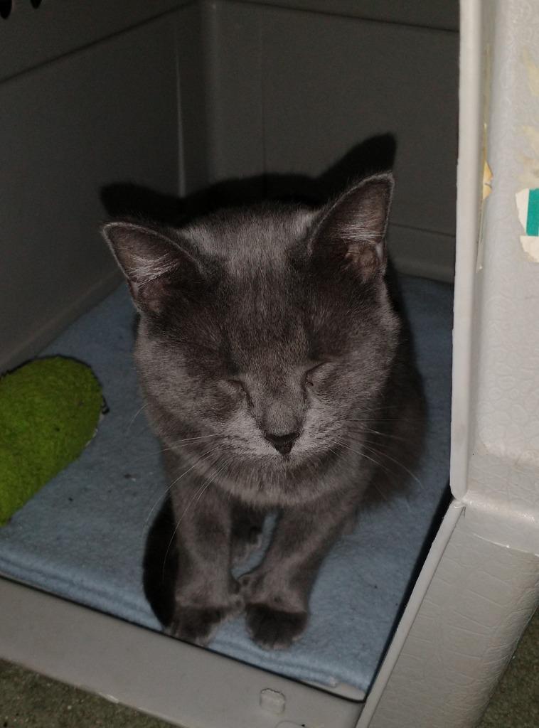 Enlarge Grayling, a Adoptable mixed breed in Palmer, AK image 2/2