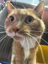 Jello, adopted, Adult Male Domestic Short Hair.