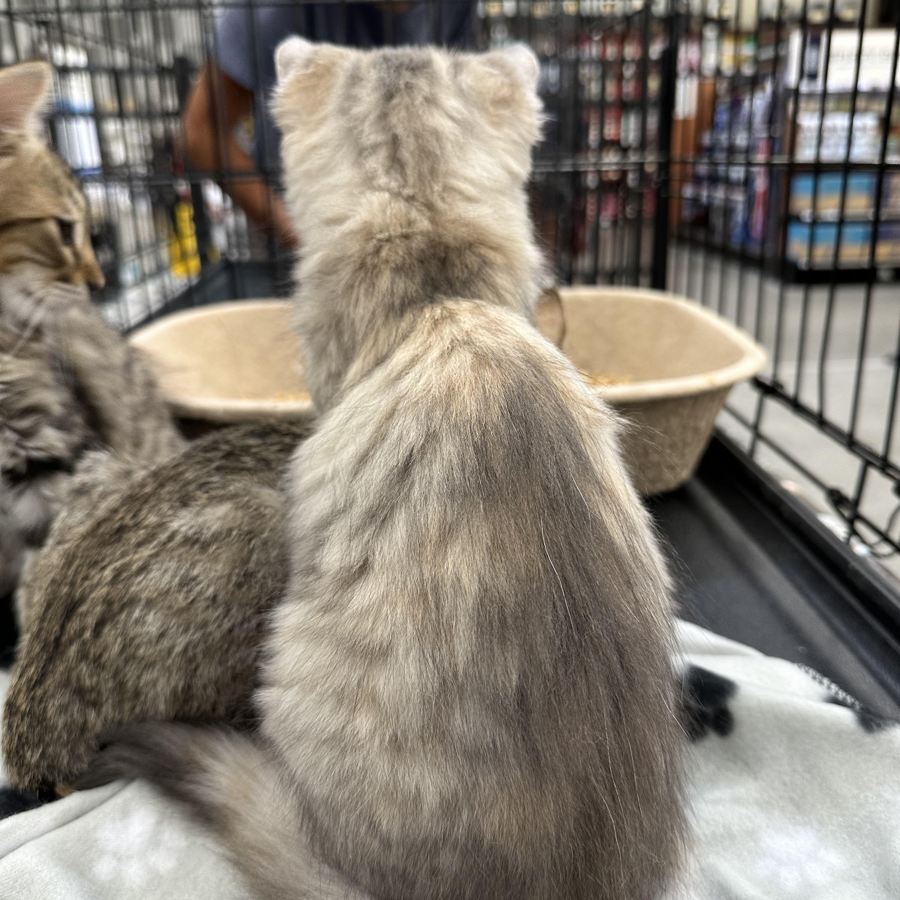 Princess, an adopted mixed breed in Sacramento, CA image 5/6