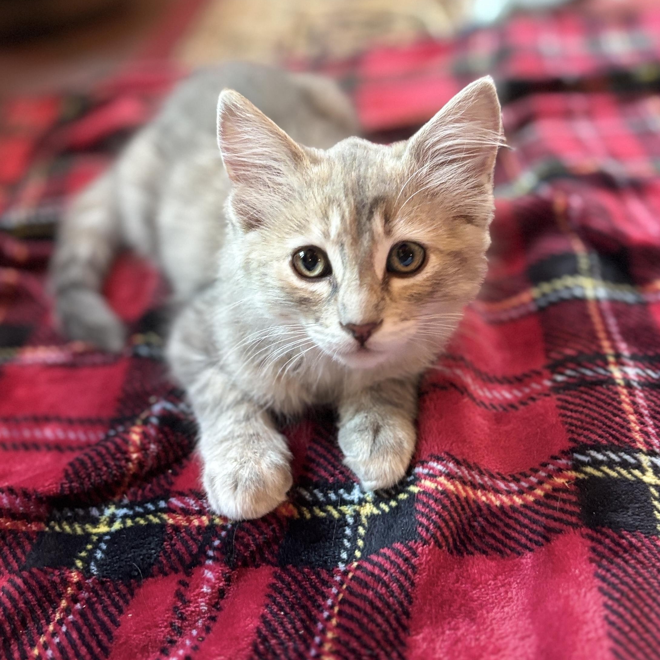 Princess, an adopted mixed breed in Sacramento, CA image 1/6