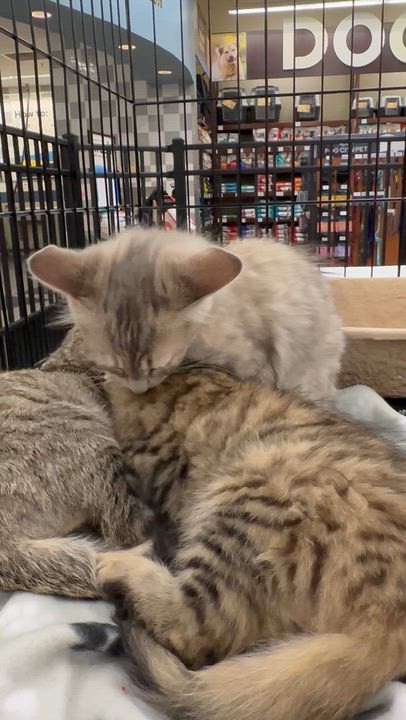 Enlarge Princess, an adopted mixed breed in Sacramento, CA video 6/6