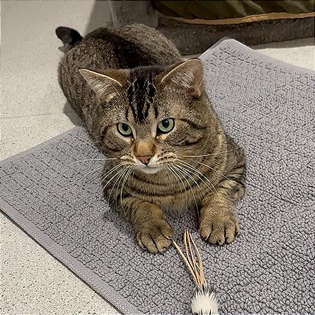 Michael Angelo, Adoptable, Adult Male Domestic Short Hair.