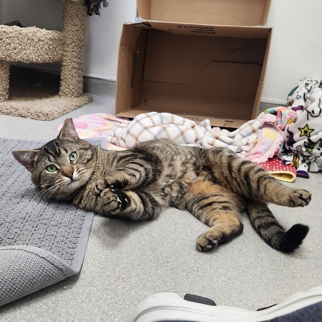 Enlarge Michael Angelo, a Adoptable Domestic Short Hair in Murray, UT image 2/5