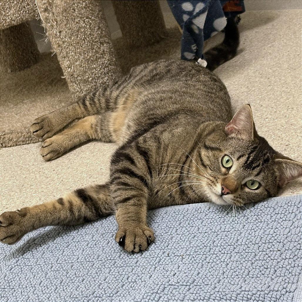 Enlarge Michael Angelo, a Adoptable Domestic Short Hair in Murray, UT image 3/5