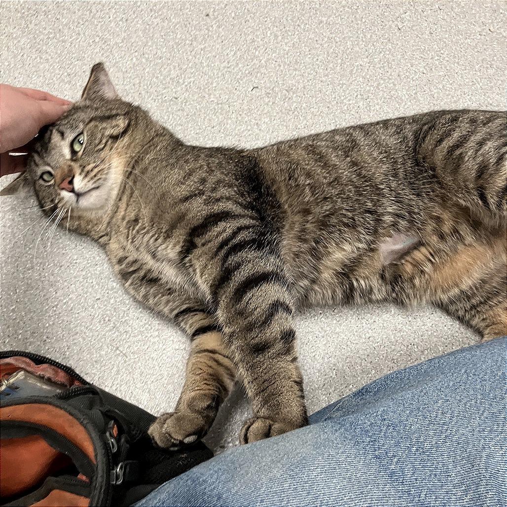 Enlarge Michael Angelo, a Adoptable Domestic Short Hair in Murray, UT image 4/5