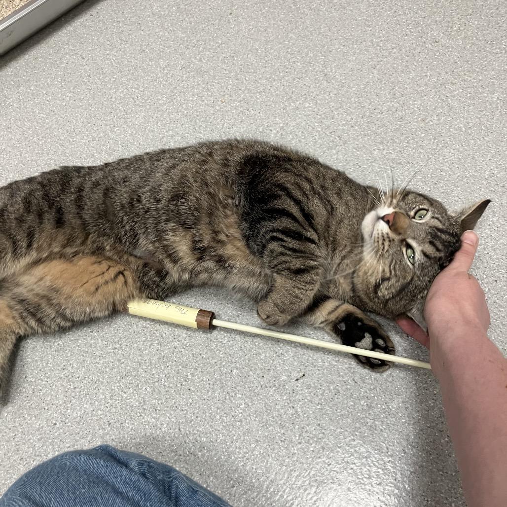 Enlarge Michael Angelo, a Adoptable Domestic Short Hair in Murray, UT image 5/5