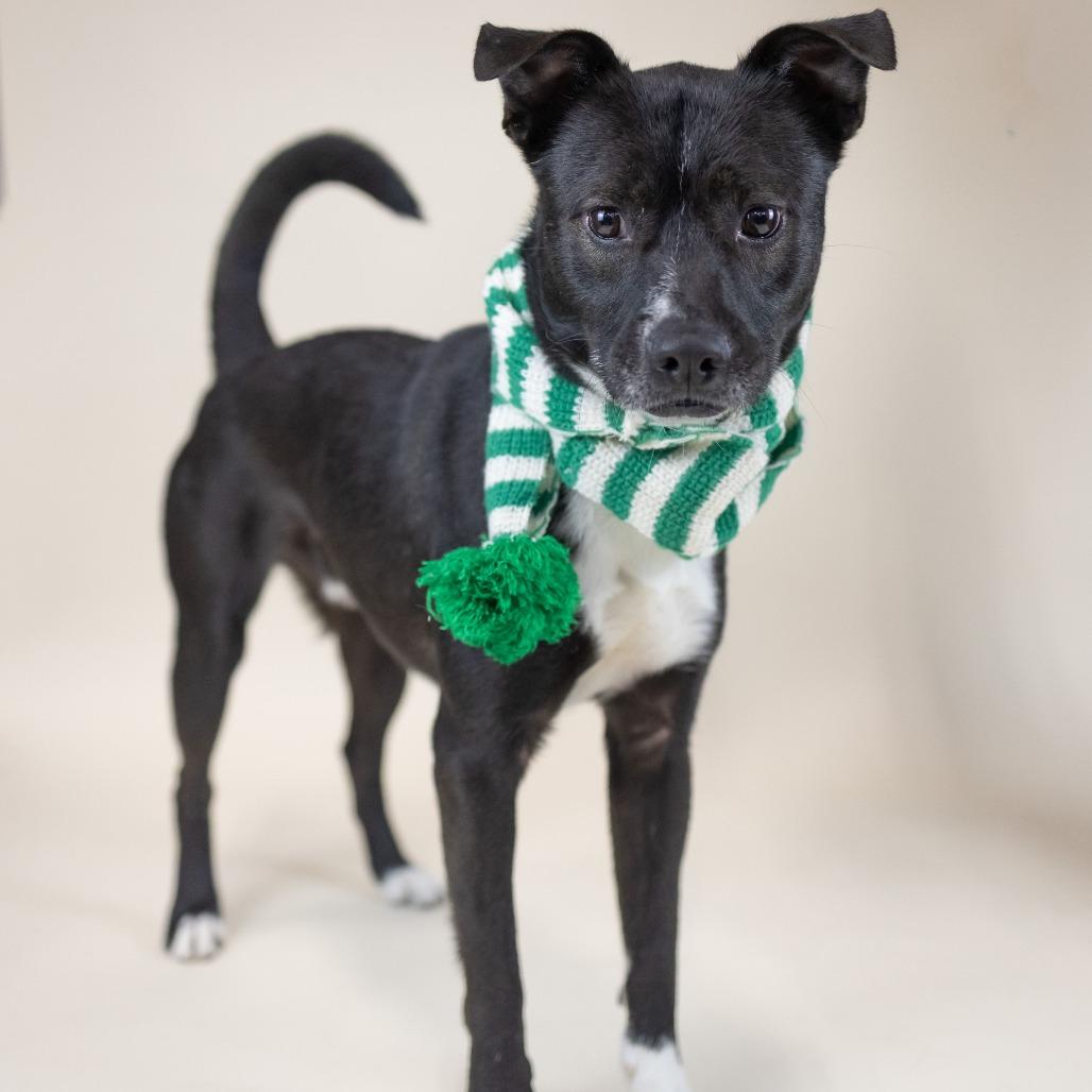 Enlarge Huxtable, a Adoptable Mixed Breed in Portland, OR image 1/1