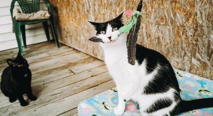 John, Adoptable, Adult Male Domestic Short Hair & Domestic Short Hair.