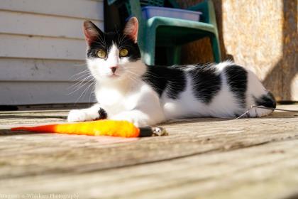 Enlarge John, a Adoptable Domestic Short Hair in New Freedom, PA image 1/3