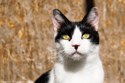 Enlarge John, a Adoptable Domestic Short Hair in New Freedom, PA image 3/3