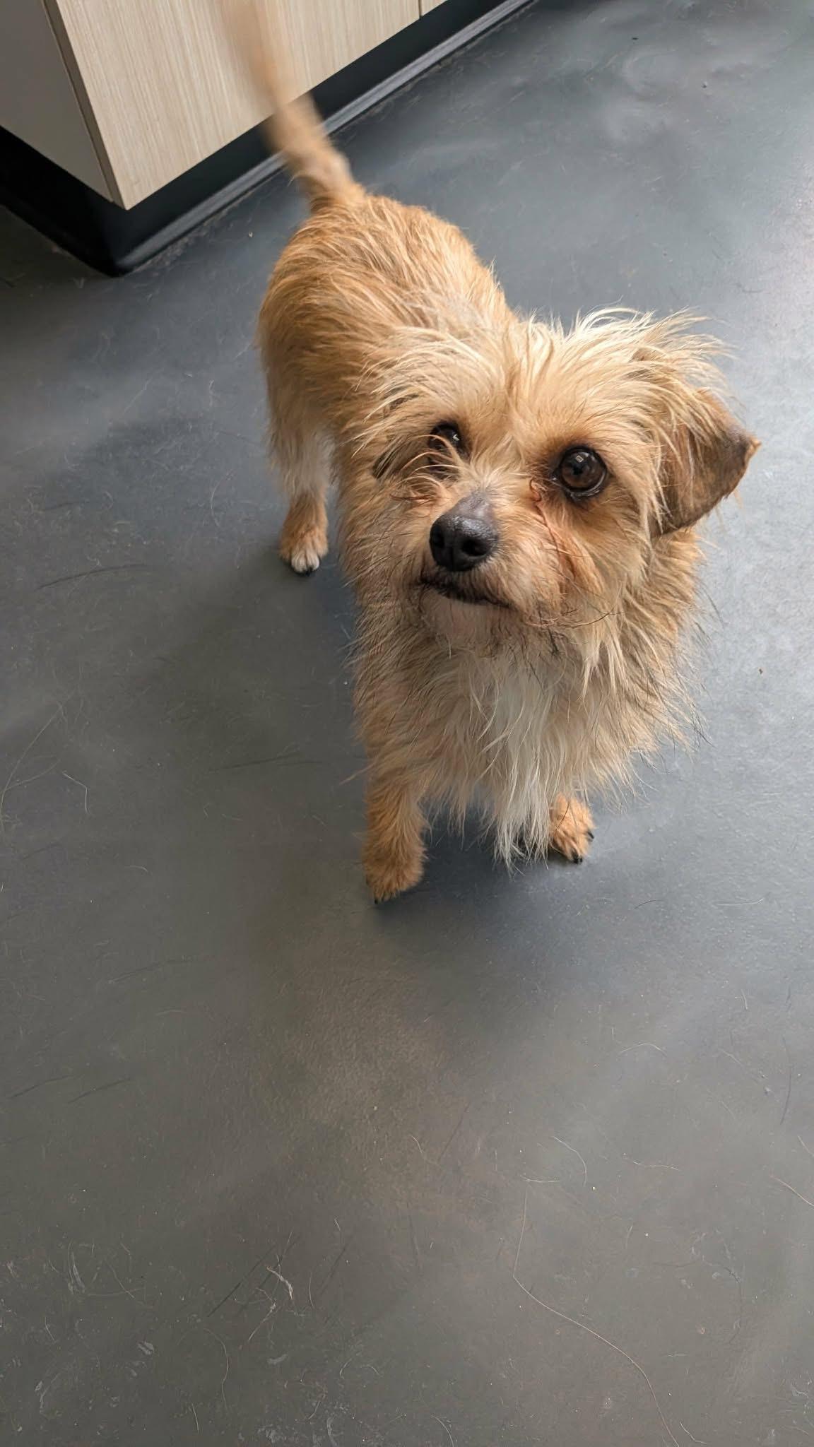 Ruby et lily, a ADOPTABLE mixed breed in Vaudreuil-Dorion, QC image 3/3