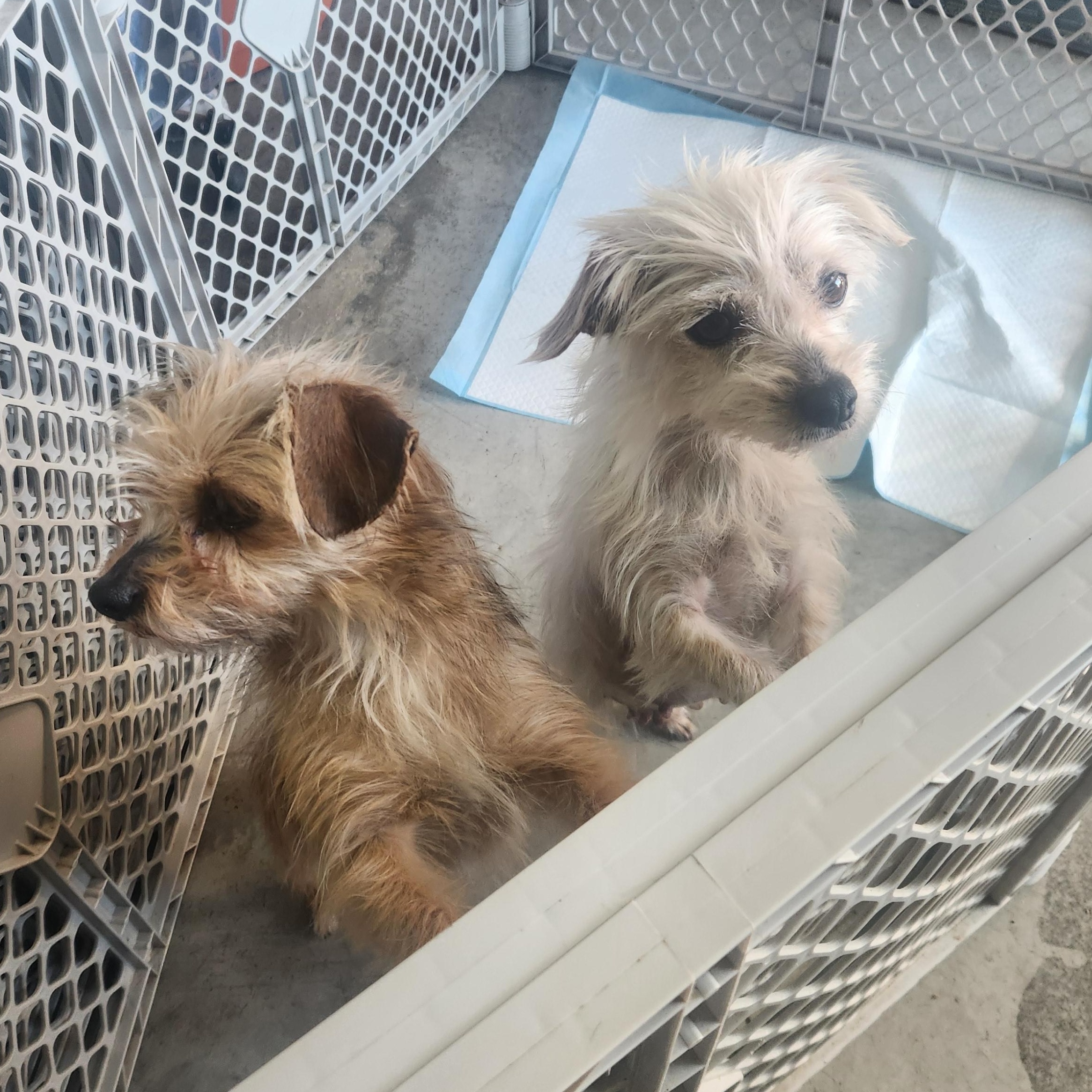 Ruby et lily, a ADOPTABLE mixed breed in Vaudreuil-Dorion, QC image 1/3