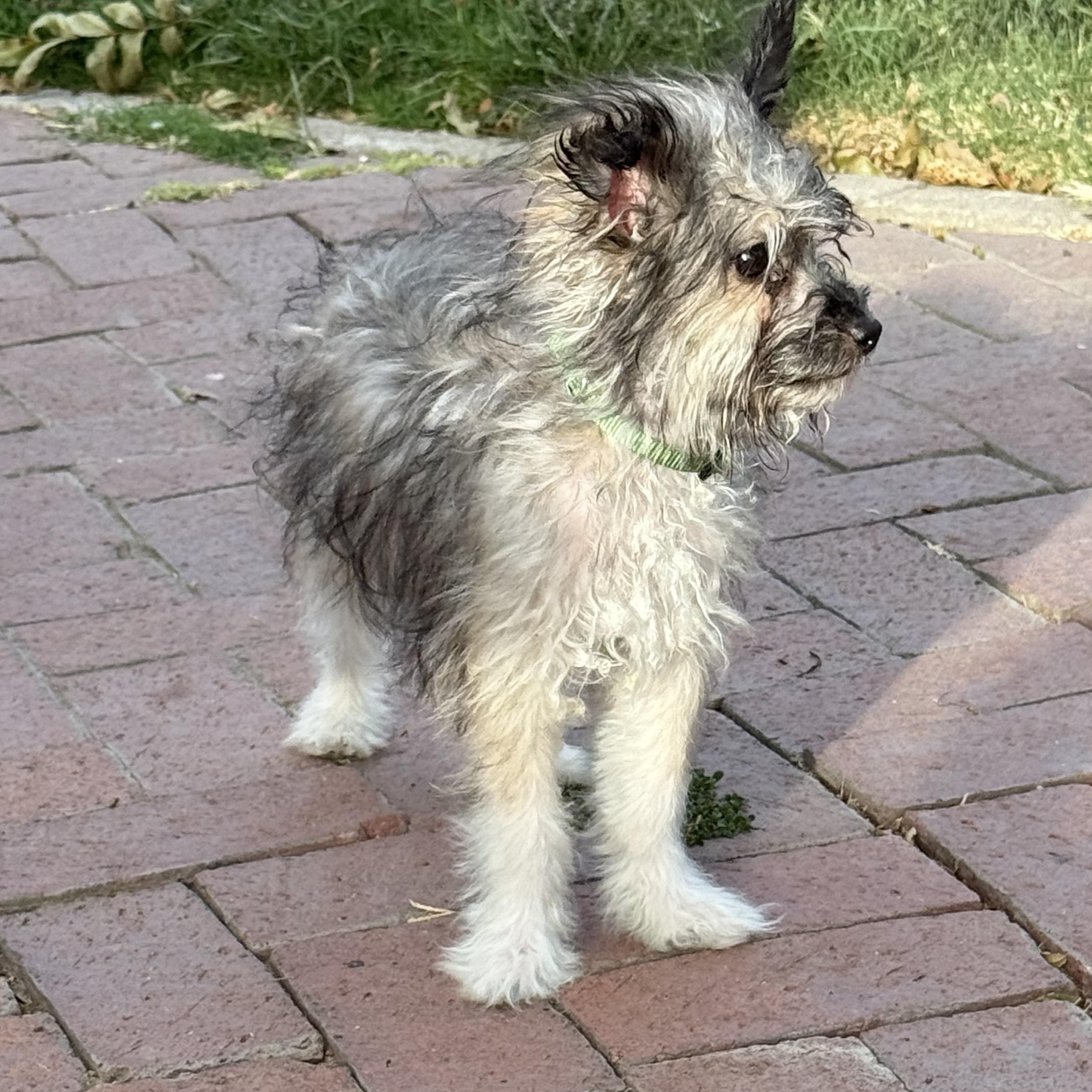 Enlarge Beethoven, a Adoptable mixed breed in Fresno, CA image 2/3