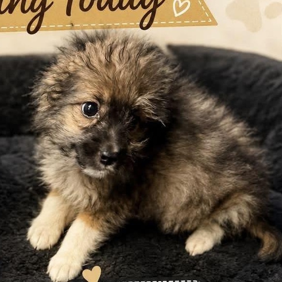 Enlarge Beethoven, a Adoptable mixed breed in Fresno, CA image 3/3