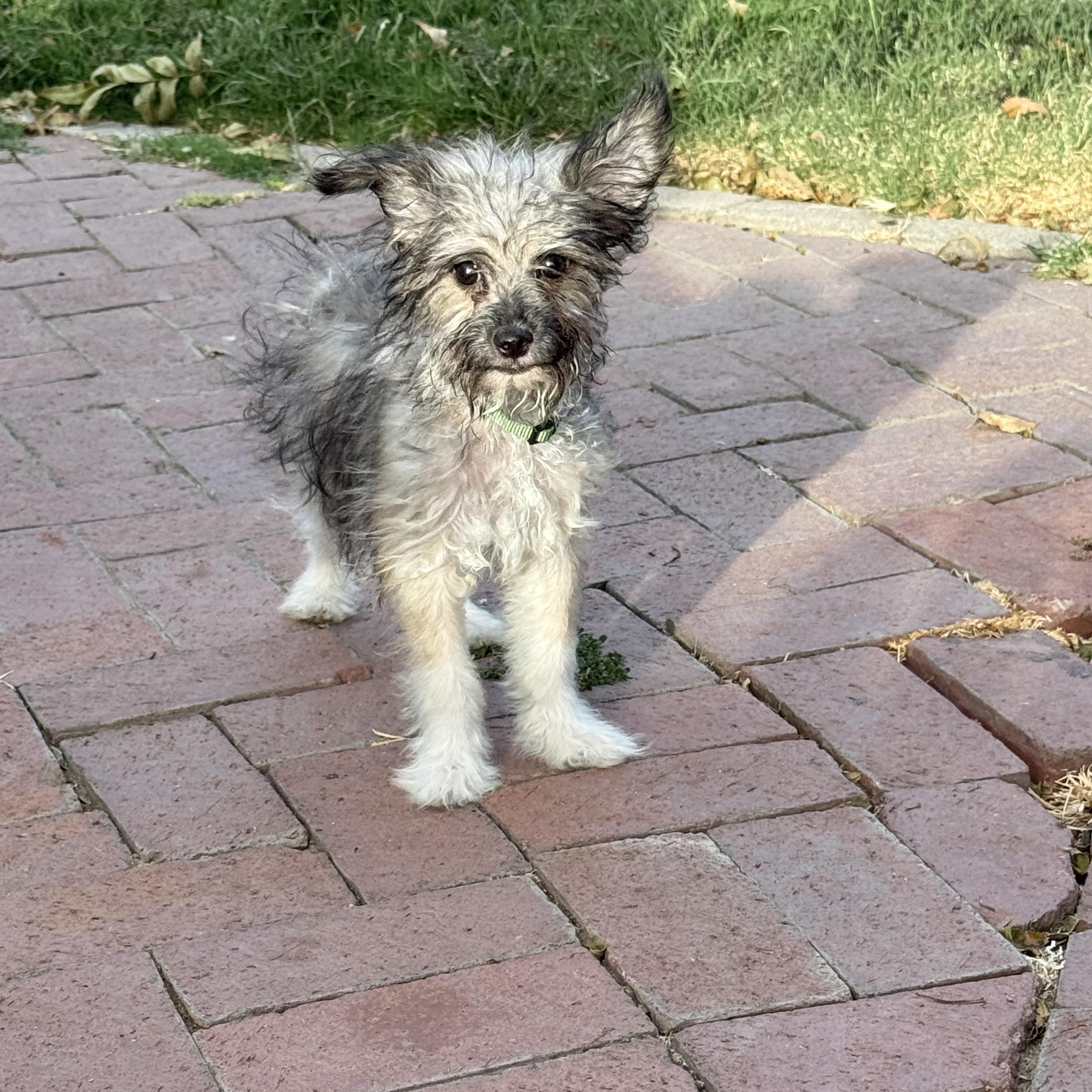 Enlarge Beethoven, a Adoptable mixed breed in Fresno, CA image 1/3
