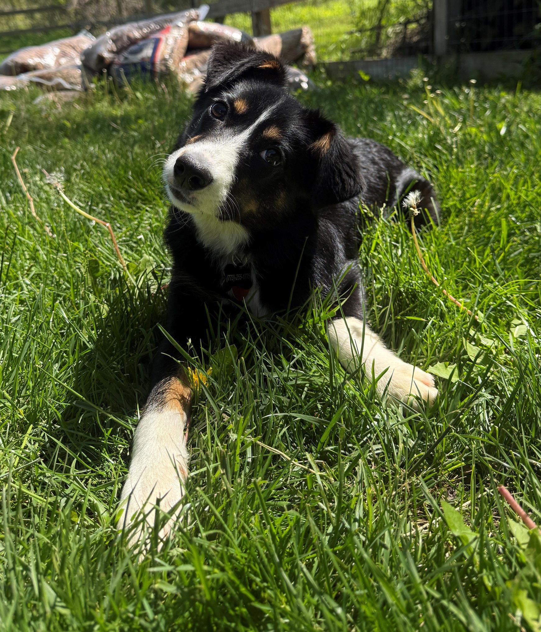 Junie B, an adopted mixed breed in Mount Prospect, IL image 2/5