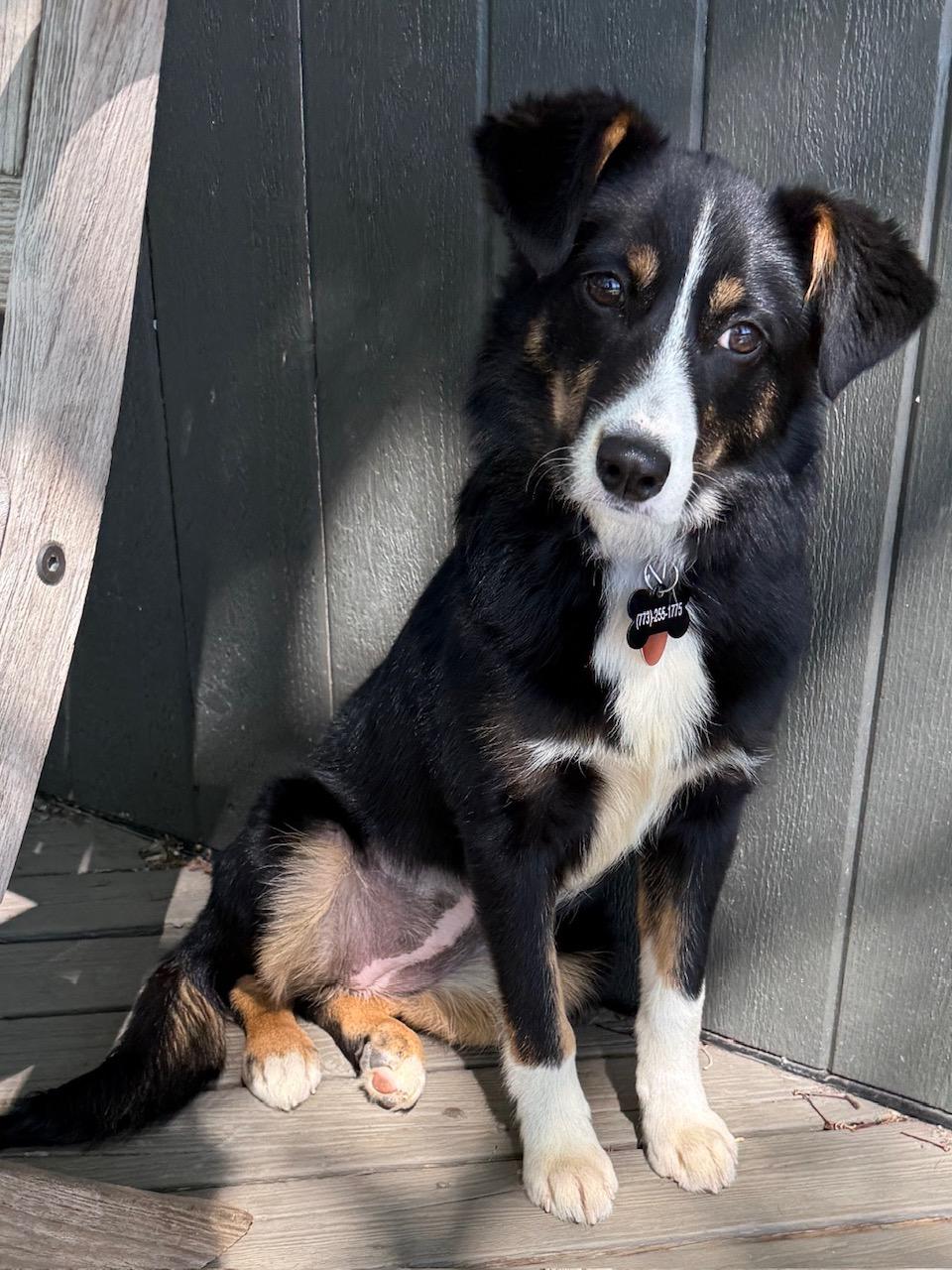 Junie B, adopted, Young Female Australian Shepherd & Border Collie.