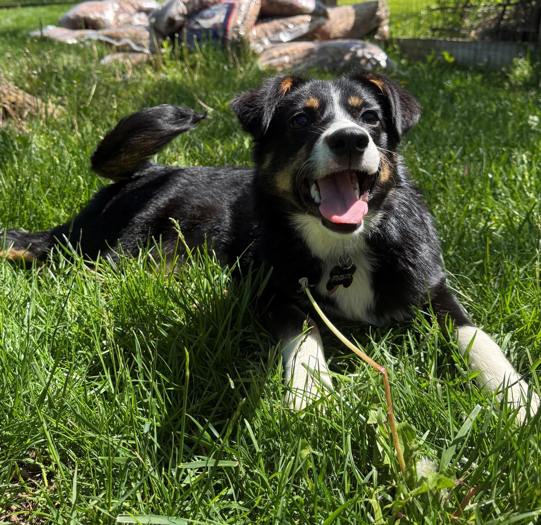Junie B, an adopted mixed breed in Mount Prospect, IL image 4/5