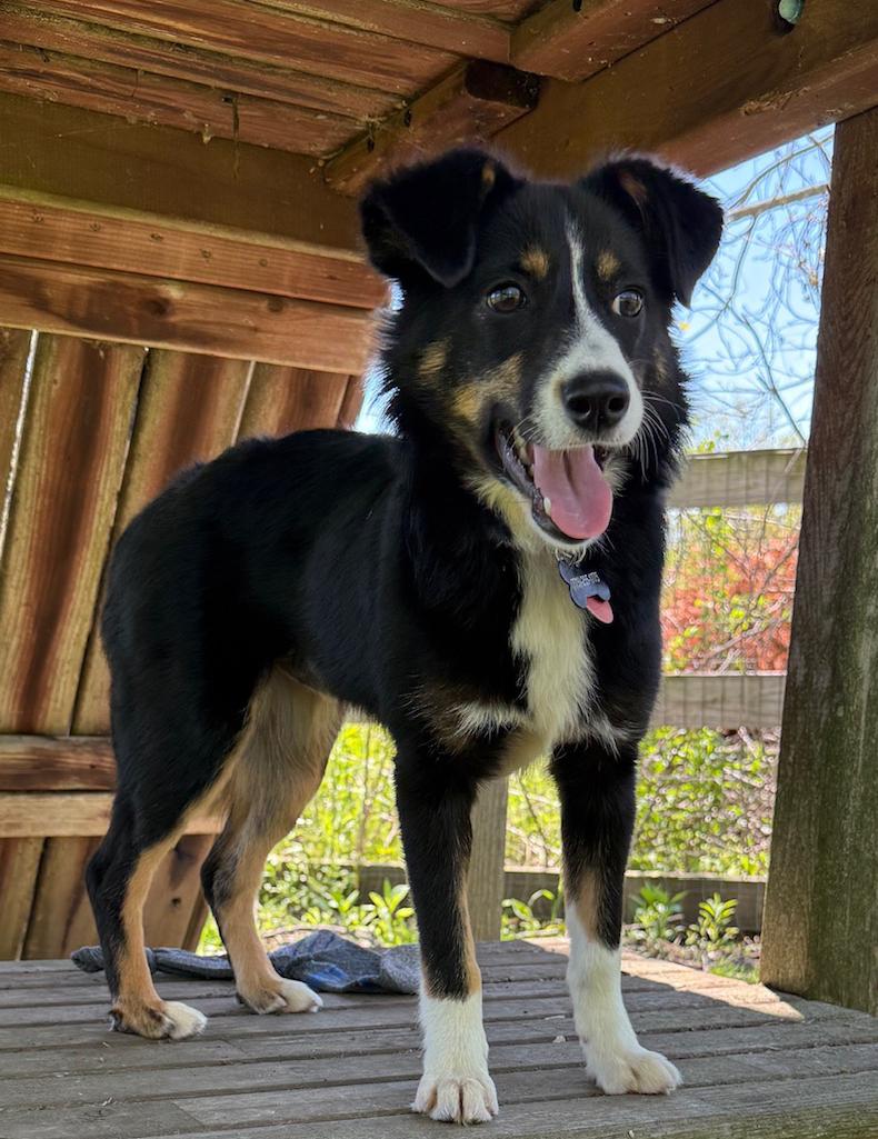 Junie B, an adopted mixed breed in Mount Prospect, IL image 5/5