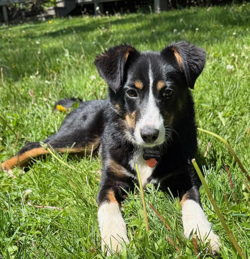 Junie B, an adopted mixed breed in Mount Prospect, IL image 3/5